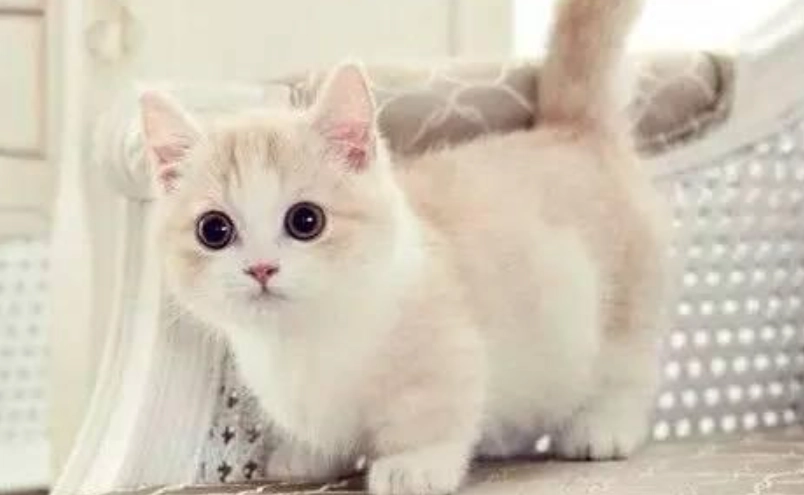 最受歡迎貓咪品種