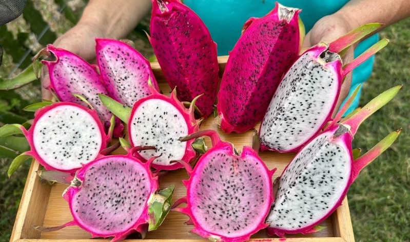 如何挑選火龍果