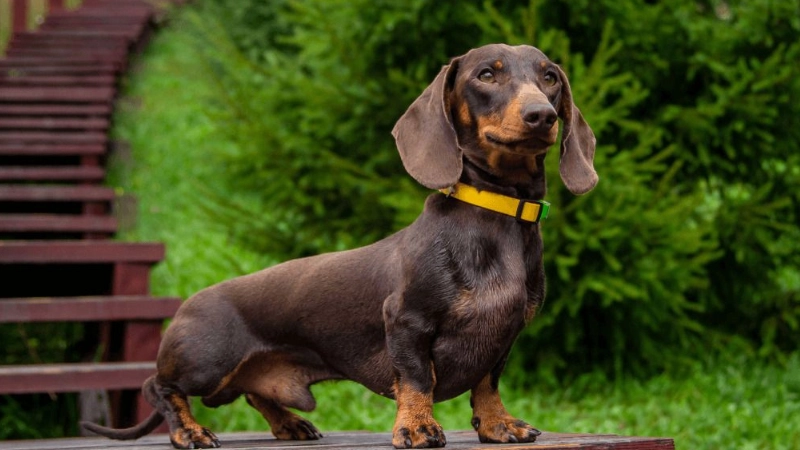 狗狗後腿無力怎麼辦