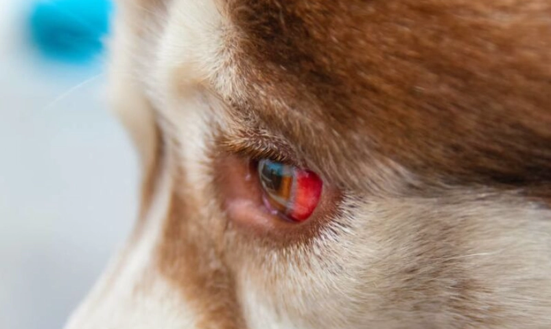 狗狗結膜炎