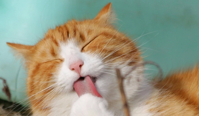 毛球症手術費用