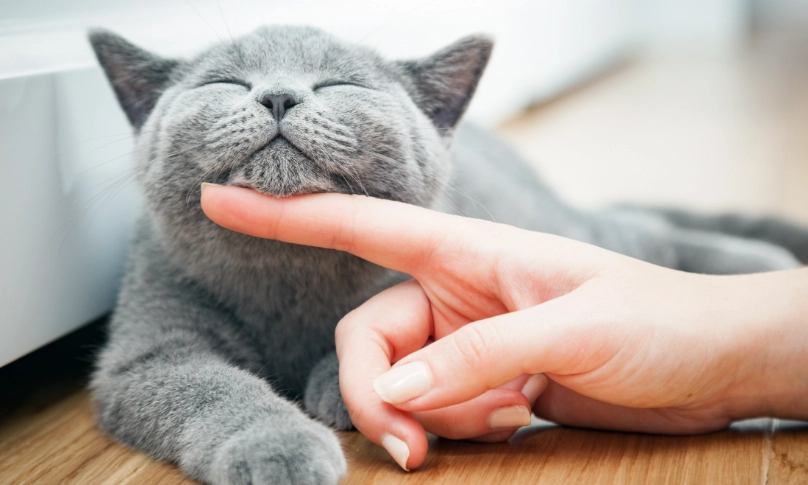 最受歡迎貓咪品種