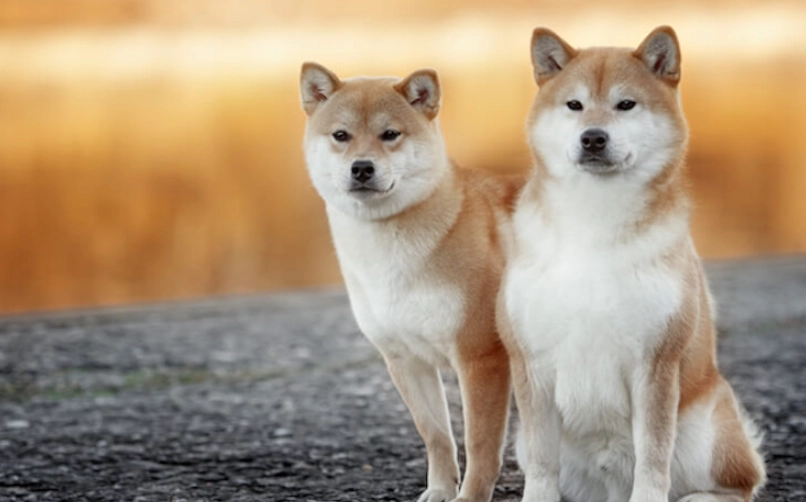 秋田犬 柴犬 比較