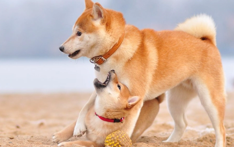 秋田犬 柴犬 比較